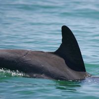 Colonial Beach Dolphins