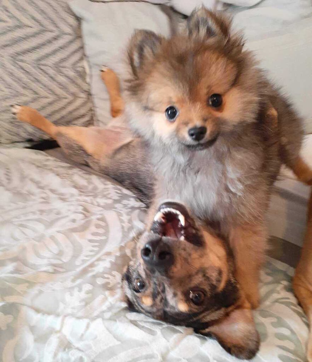 Two best pup friends, Kaia and Zoe both All Tails rescues, owned by Regina one of our daycare managers! So cute!!