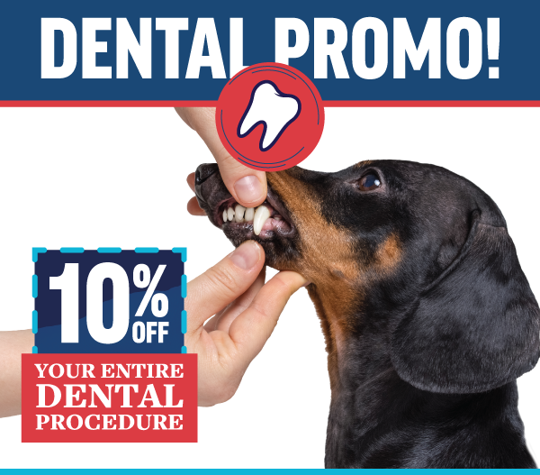 Did you know that by age three, 80% of dogs and 70% of cats have some evidence of periodontal disease? This ailment can cause mouth pain and tooth loss and make eating difficult. At advanced stages, bacteria from the mouth can enter the bloodstream and cause heart, liver and kidney complications. Because we are very conscious of how dental health affects a pet’s well-being, we are offering 10% off your pet’s dental cleaning procedure in February! This special runs through February 28th and spaces fill quickly. Call us at today at (571) 434-0250 to book your pet's appointment.