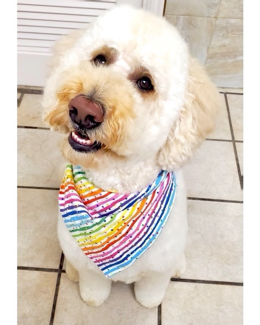 Doodles and more doodles!! Never get tired of seeing the after pictures of these cute pups!!