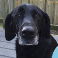 Great Neck Doggie Daycare Boarding & Grooming