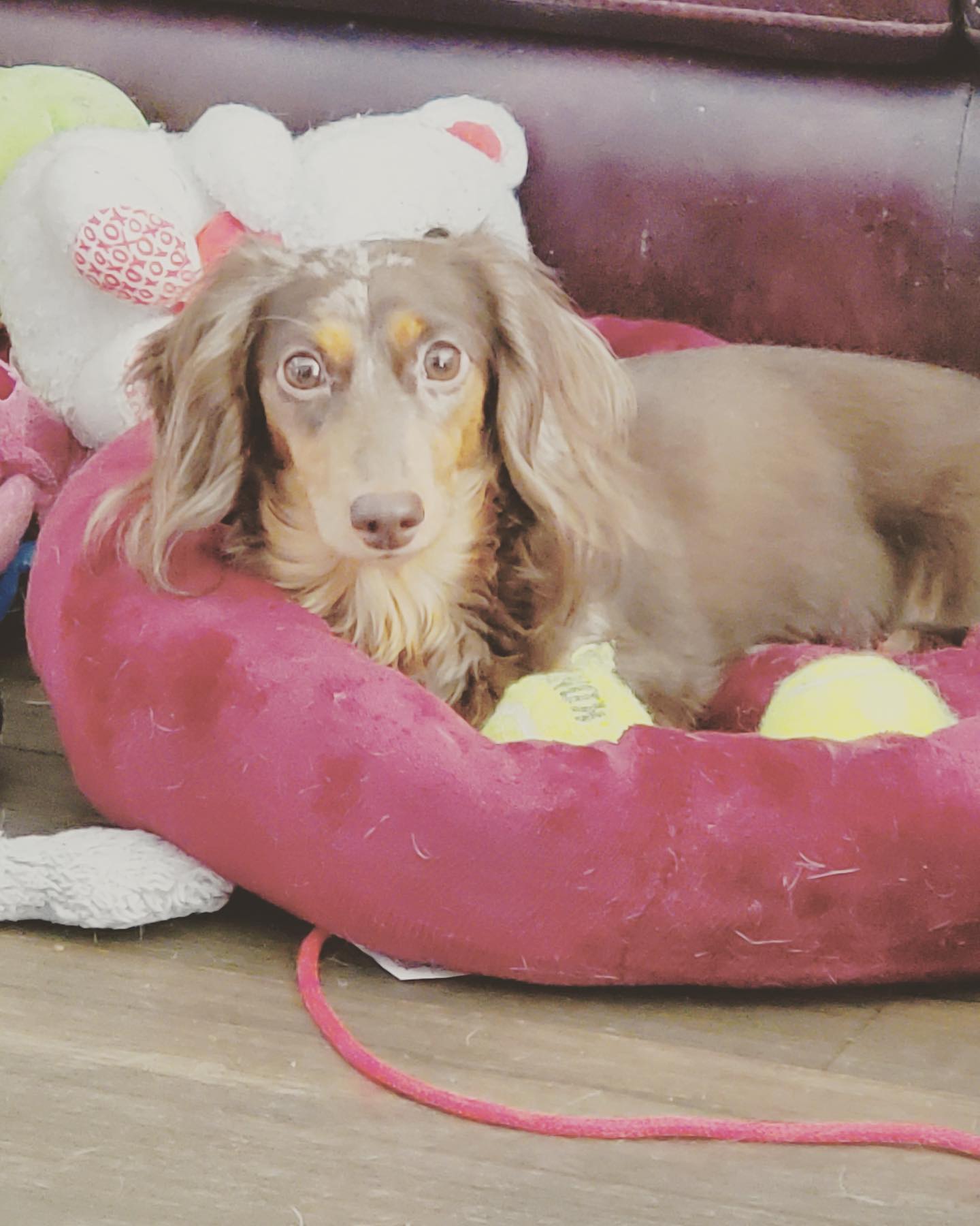 Meet our foster, Paloma, available for adoption via Albert's Dog Lounge Nickname: Lomi Age: 4 yrs Breed: Purebred Red Dapple Mini Doxie... Weight: 12 lbs Foster home: Madison, WI Activity level: Low Sleep style: Atop a pillow in bed with humans Snore-o-meter: 0 Bark-o-meter: 0 Fashion: Fleece pullovers Favorite season: Summer Commands: Working on the basics Walk out song: Lovefool ~The Cardigans Personality: Gentle, shy, quiet, cautious, codependent, social, kind, alert & sensitive Best feature: Speckled head Friendly with all: s: Naps in front of the fire, scrambled eggs, bird watching, ear rubs, socializing with doggy friends, snuggle time, following you everywhere, helping foster Mom water the house plants & doggy ice cream Bucket List: Stand-up paddle boarding with her new PAWrents and riding in a doggy back pack while hiking in Colorado *Paloma was a breeder dog. She was kept in a crate full-time and forced to produce litter after litter of puppies. And when she was no longer useful, she was disposed of. Paloma is very shy/unsure/timid because of her lack of sufficient human interaction, affection & guidance. It’s obvious Paloma craves intimacy and structure, yet she doesn’t understand how to go about receiving it. She will follow you everywhere, yet if you approach her she will scurry away as fast as she can. Paloma will require a very patient pet parent to give her the time and space she needs to blossom and the gentle guidance she requires to learn how to be a confident young lady. Paloma would do best in a quiet home with a predictable day-to-day schedule and another calm, confident canine companion. Spayed Microchipped UTD on vaccinations UTD on preventatives Pee pad trained Adoption fee: $275 Apply to adopt! Albertsdoglounge.org #fosterdogs #fosteringtosavelives #madisondogma #albertsdoglounge #rescuestrong #breederrescue #reddappledachshund #adoptdontshop