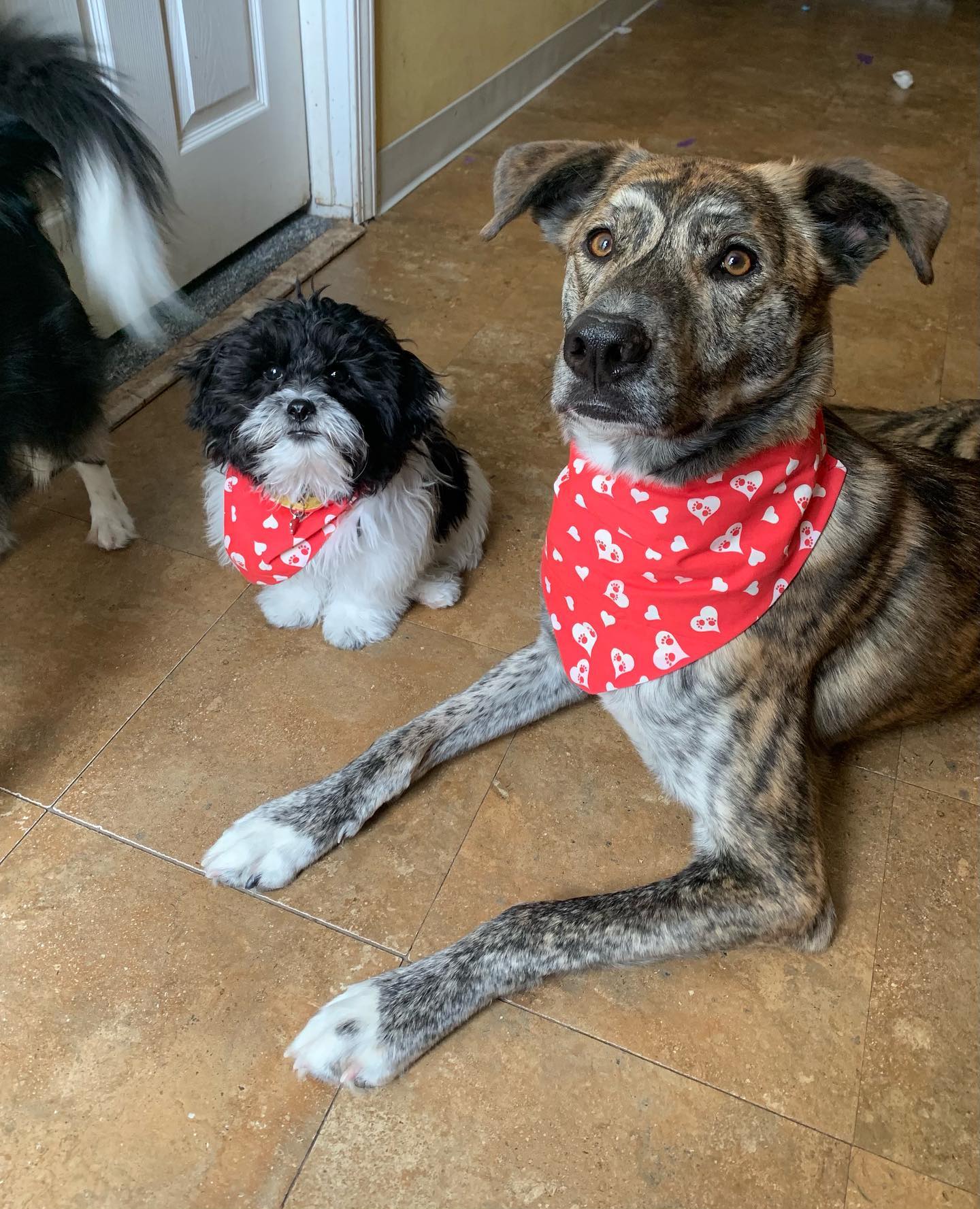 DogMa Erica has been busy sewing these adorable Valentine’s bandanas for her resident pups and furry house guests. Could they get any cuter??? #madisondogma #valentinesday2021 #homeboardingfordogs #dogsitting #petcareprofessionals #doggybandana