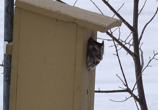 Love the wildlife out on the Lake!