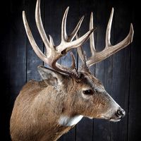 East Coast Taxidermy