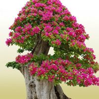 Wigert's Bonsai Nursery