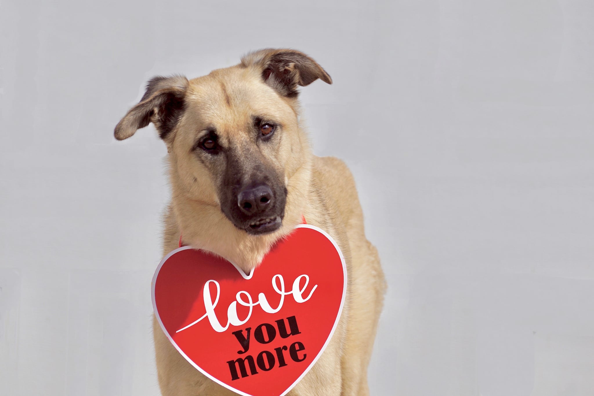 We love what we do because of customers like you! Happy Valentine’s Day from the Great Neck Doggie Daycare team!