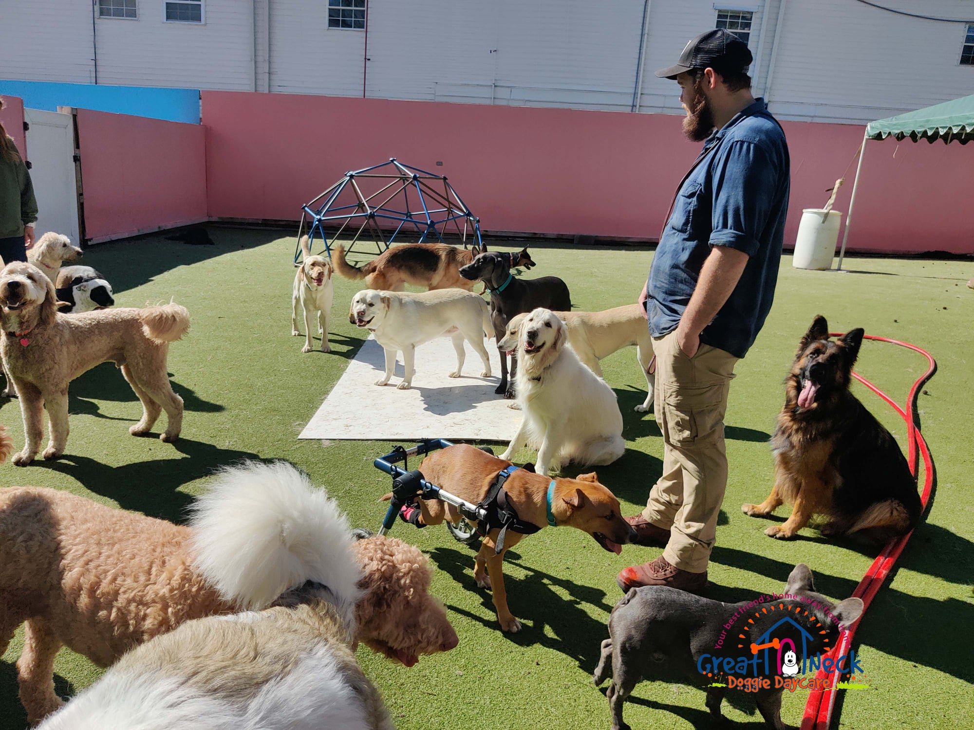 Having fun with the big dogs