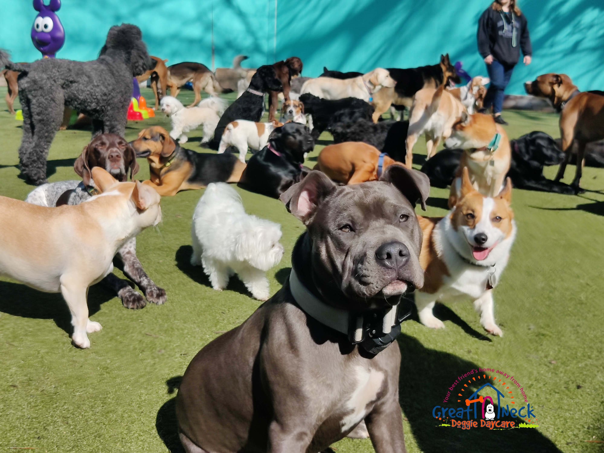 A pretty cute crew today in the small dogs yard!