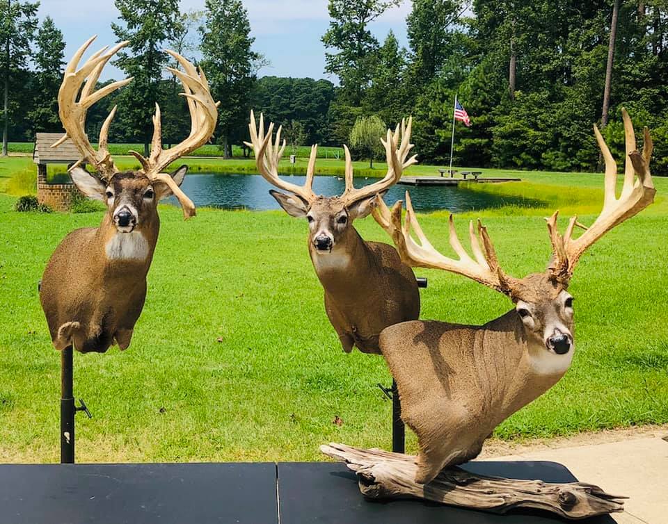 Trying to finish all the whitetails before season starts. And all the bears I can get to.. Getting close!